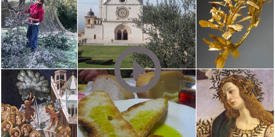 13_VE-Umbria-Liquid-Gold–Olive-Oil Part Two Of "Umbria's Liquid Gold: Olive Oil"