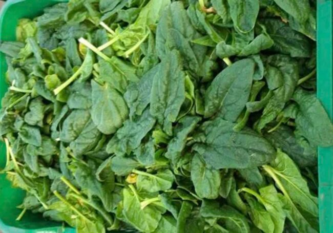 Vellutata di Spinaci